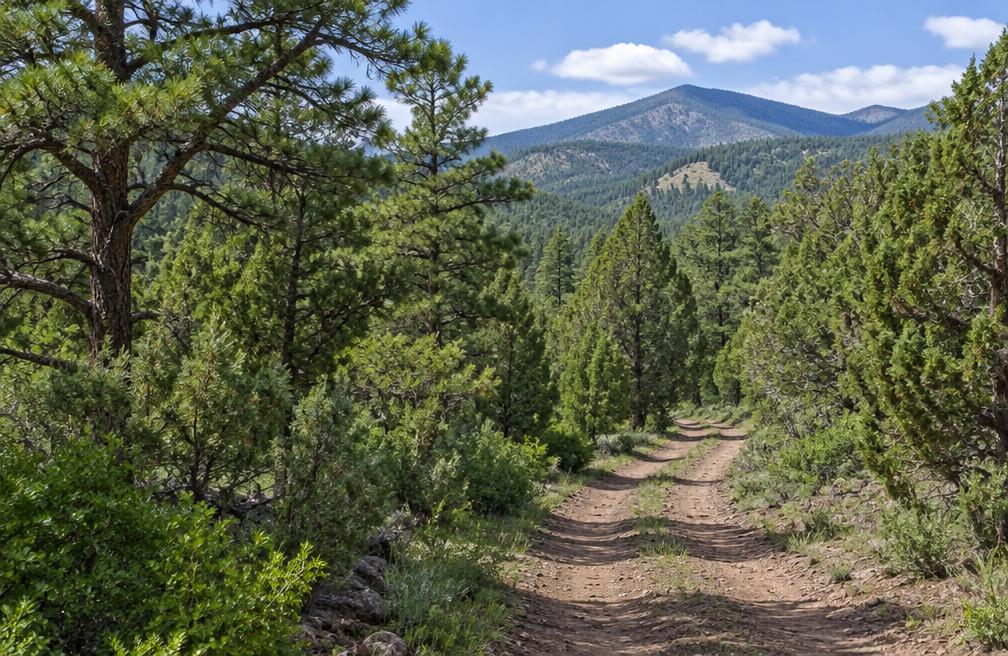 White Mountain Piñon Hideaway